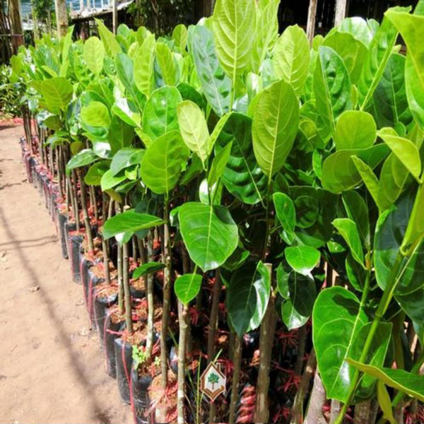 5 cay-an-qua-chiu-nuoc