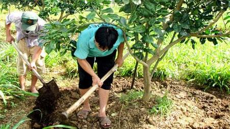 7a7739c3-095c-47a1-b580-892430a12226-jpeg cach-cham-soc-cay-co-mui-sau-thu-hoach