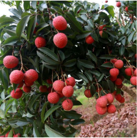 cac-loai-cay-an-qua-mien-bac