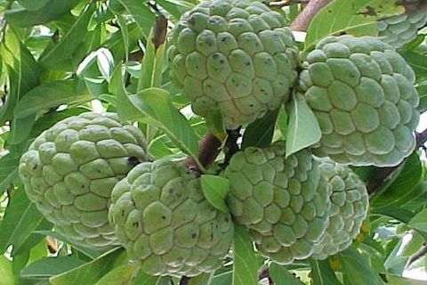 HUONG-DAN-TRONG-CAY-NA-THAI