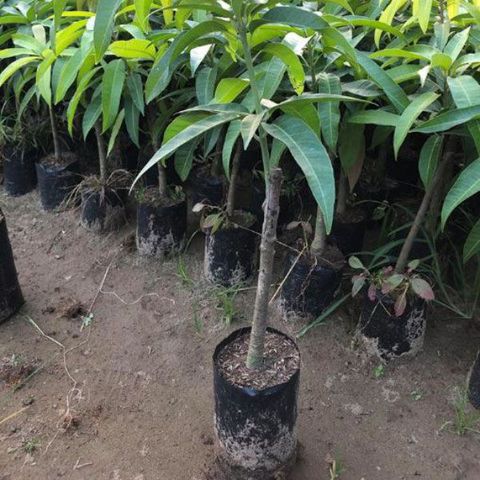 cac-yeu-to-anh-huong-va-cach-khac-phuc-cay-xoai-ra-hoa-trai-mua