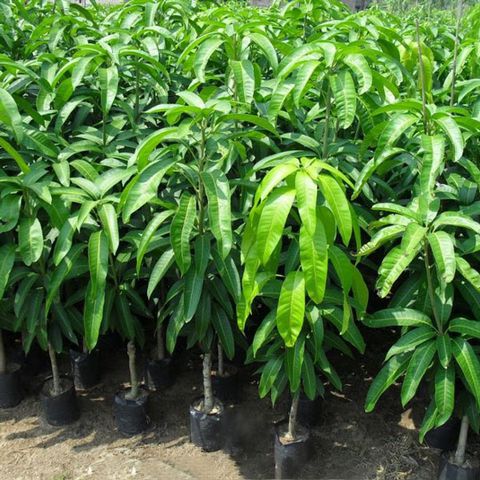 cac-yeu-to-anh-huong-va-cach-khac-phuc-cay-xoai-ra-hoa-trai-mua