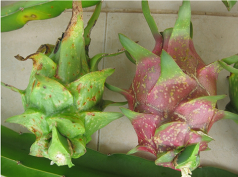 cach-nhan-biet-va-xu-ly-benh-hai-tren-cay-thanh-long