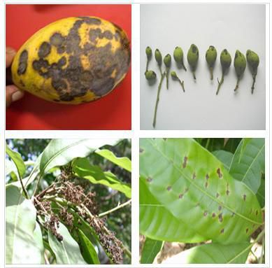 be-nh-ta-n-thu-149914c7-cbf0-4616-a78a-b8066de96618