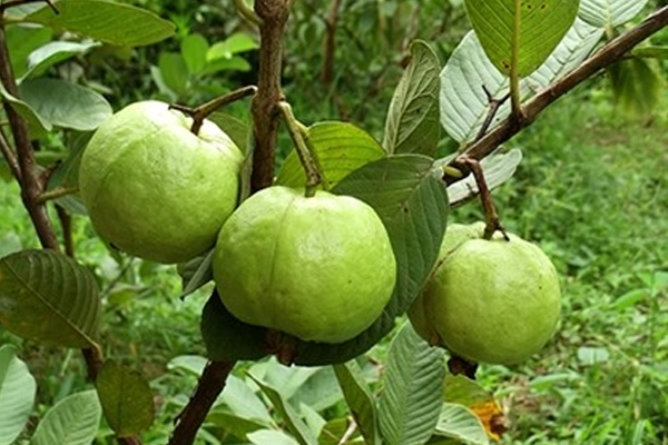 cach-su-dung-phan-bon-cho-cay-an-qua