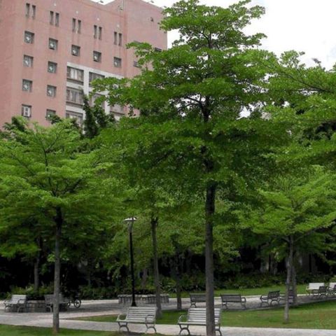 ky-thuat-trong-cay-bang-dai-loan