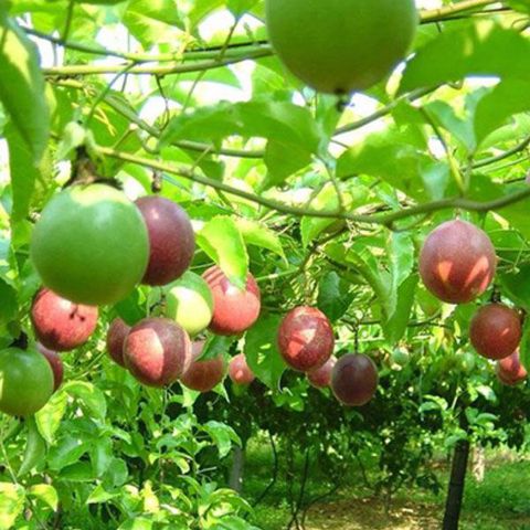 ky-thuat-trong-va-cham-soc-cay-chanh-leo