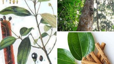 ca-y-que ky-thuat-trong-va-cham-soc-cay-que