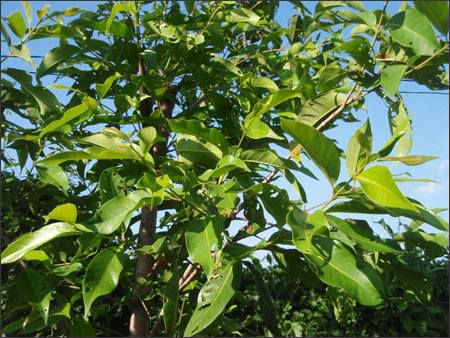 KY-THUAT-TRONG-VA-CHAM-SOC-CAY-VOI-NEP