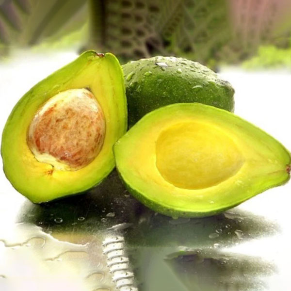 capture-12-b4bd727f-245e-4346-8f25-8192cf2f6657-1 cay-bo-sap-cay-giong-khoe-sach-benh