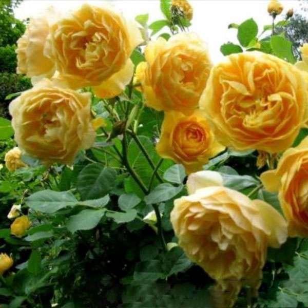 hoa-hong-ngoai-jeri-jenning