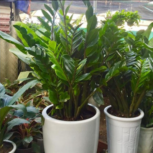 cay-kim-tien cay-kim-tien