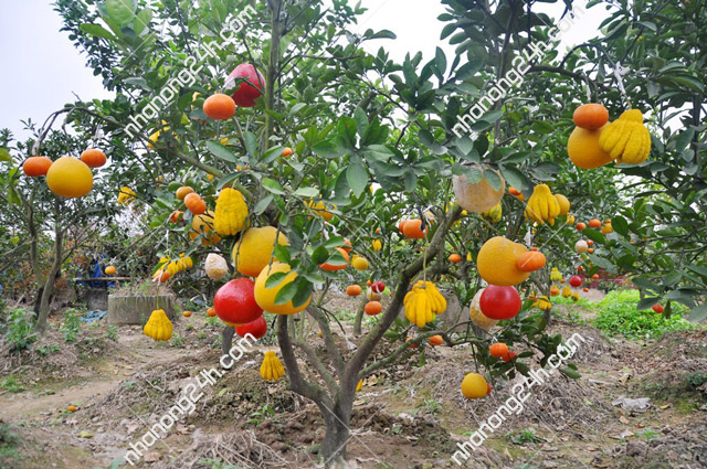 cach-trong-cham-soc-va-phong-tru-sau-benh