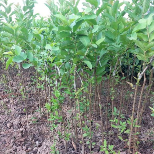 cay-an-qua-hieu-suat-kinh-te-cao