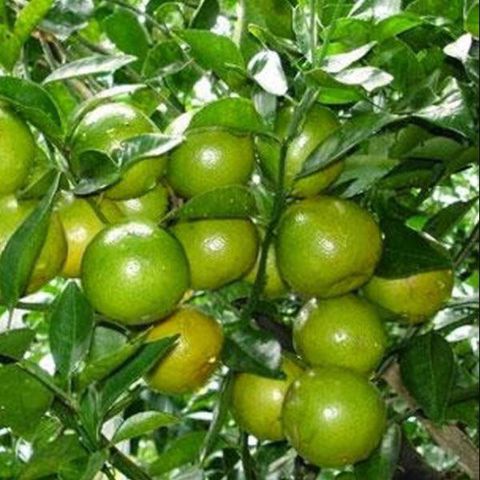 KY-THUAT-TRONG-VA-CHAM-SOC-CAY-CHANH-TU-QUY