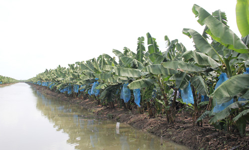 cach-chon-giong-chuoi-chat-luong