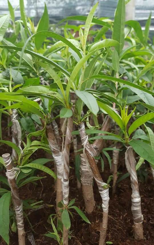 giong-dao-bich giong-dao-bich