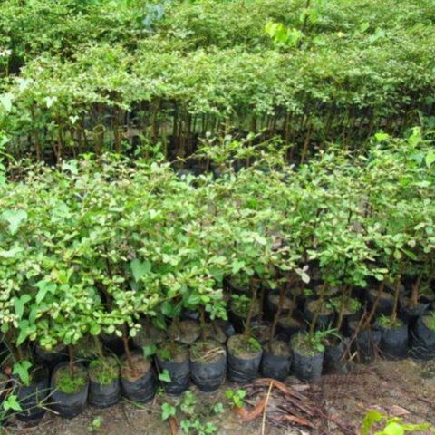 ky-thuat-trong-cay-bang-dai-loan