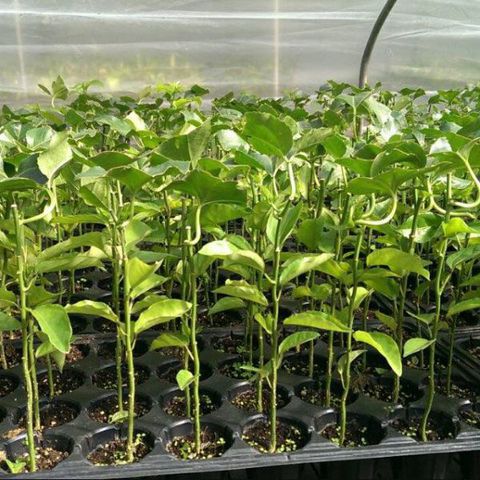 ky-thuat-trong-va-cham-soc-cay-chanh-leo