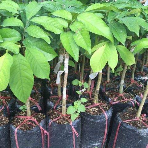 Ky-thuat-trong-va-cham-soc-cay-dau-da-dat