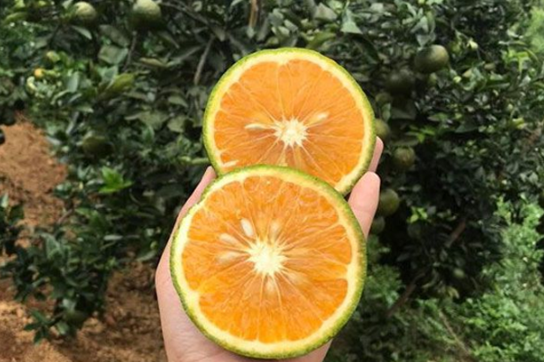 huong-dan-cach-trong-cay-cam-vinh-cho-nang-suat-cao