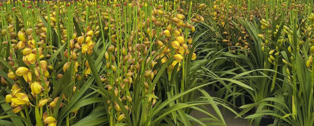 Địa lan vàng ánh nắng nhanong24h