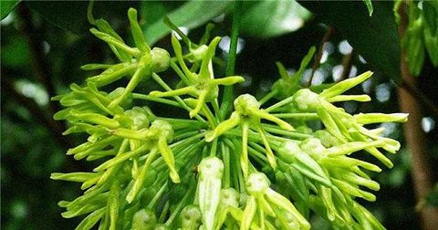 huong-dan-trong-va-cham-soc-hoa-thien-ly