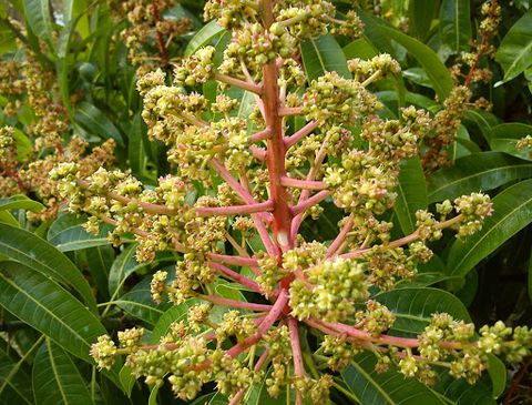 cac-yeu-to-anh-huong-va-cach-khac-phuc-cay-xoai-ra-hoa-trai-mua