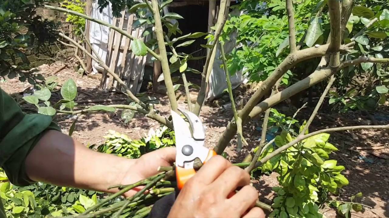 Cách chăm sóc cây có múi sau thu hoạch của nhanong24h