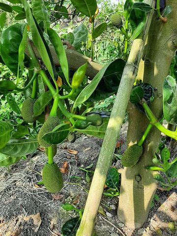 mi-t-tha-i-326b8a8b-04c2-4961-8004-7c0299152773 vi-sao-mit-thai-khong-ra-qua