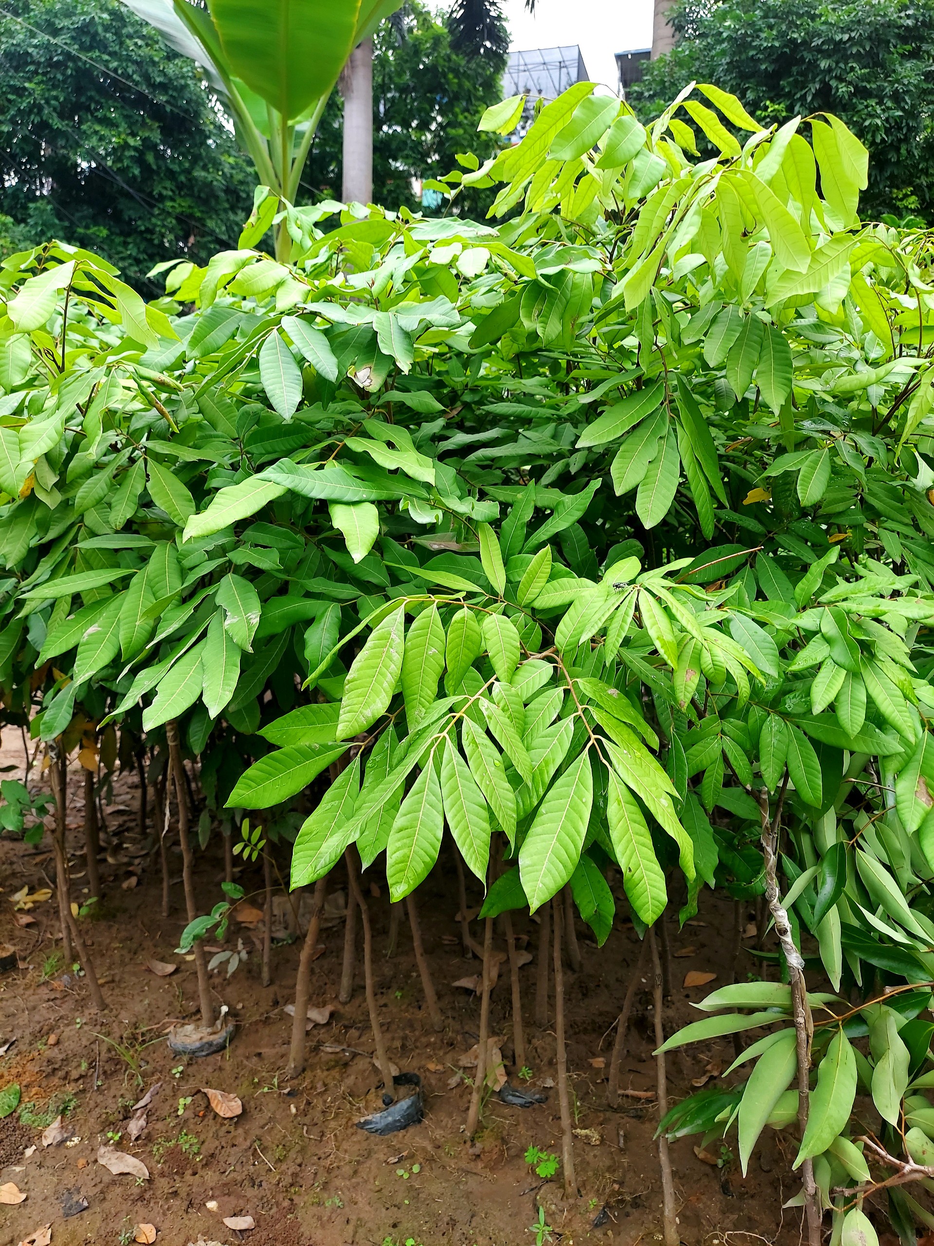 nhan-long-hung-yen nhan-long-hung-yen