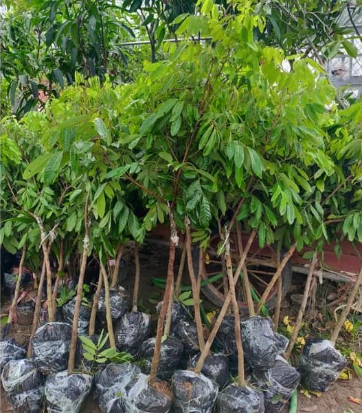 cay-giong-nhan-hung-yen-sieu-ngot