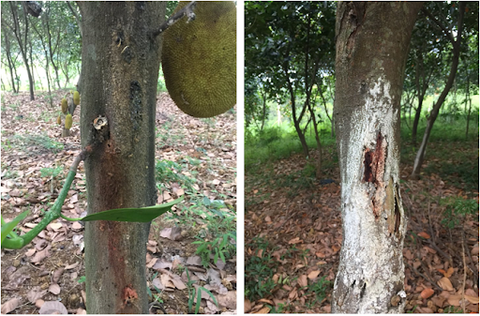 mot-so-trieu-chung-nhan-biet-va-cach-xu-ly-benh-hai-tren-cay-mit