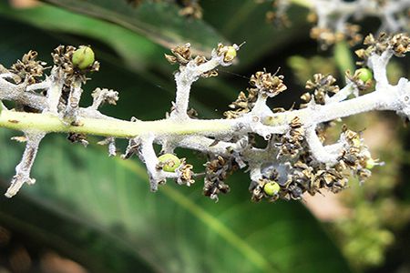 pha-n-tra-ng cach-phong-tru-nhung-benh-pho-bien-tren-cay-xoai