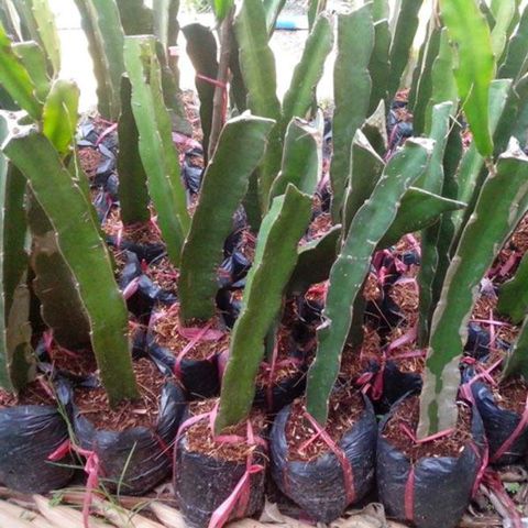 KY-THUAT-TRONG-CAY-THANH-LONG