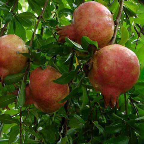 ky-thuat-trong-va-cham-soc-cay-luu