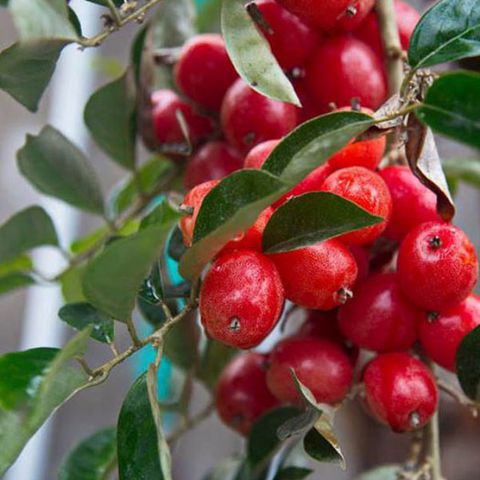 huong-dan-trong-va-cham-soc-cay-nhot