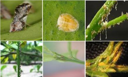 nhan-biet-sau-benh-hai-tren-cay-co-mui