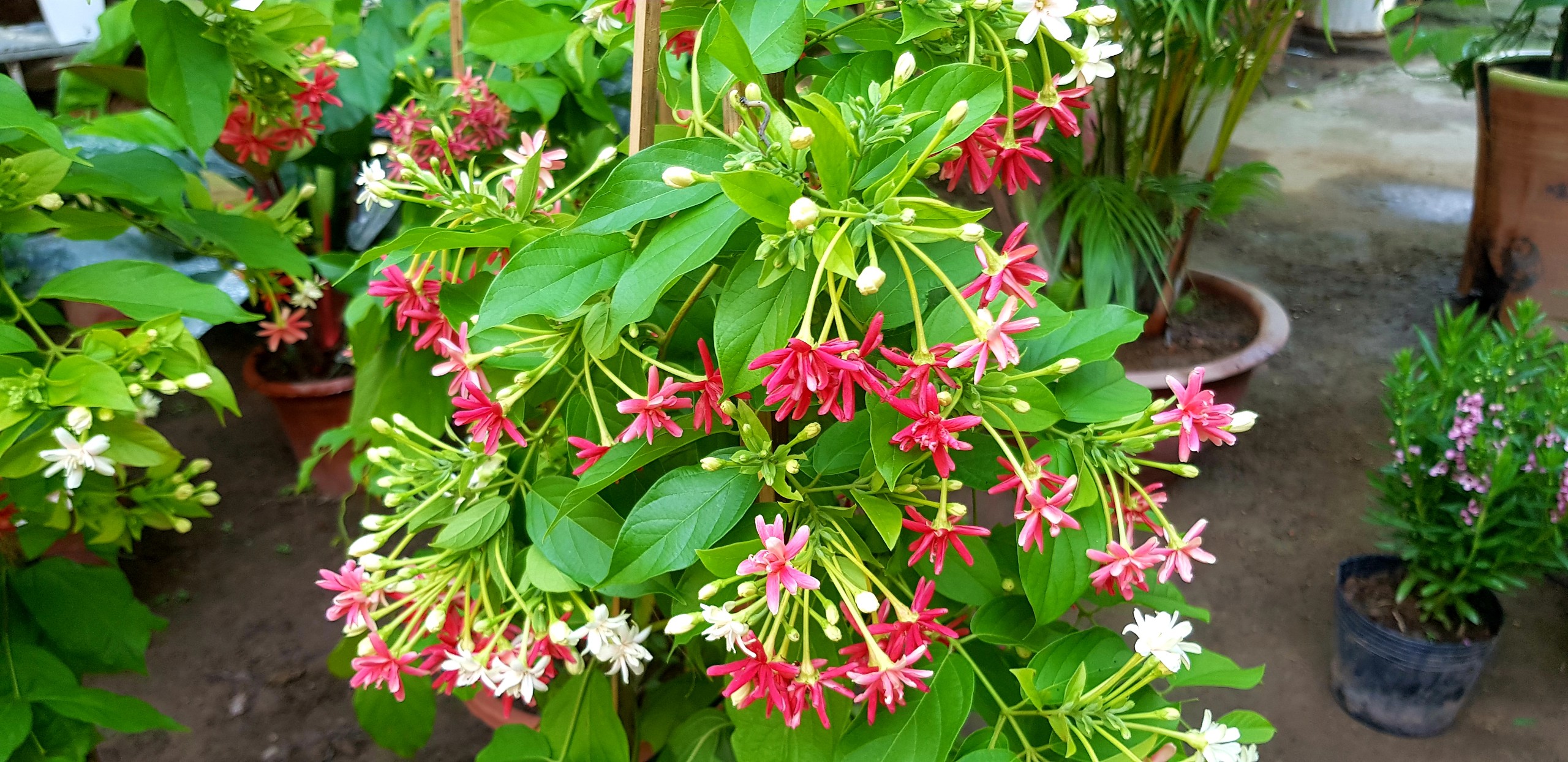 hoa-su-quan-tu hoa-su-quan-tu