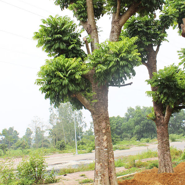 cay-sau-cong-trinh