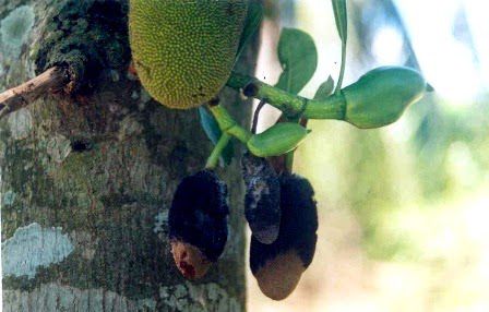 mot-so-trieu-chung-nhan-biet-va-cach-xu-ly-benh-hai-tren-cay-mit