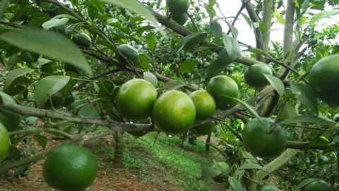 tia-canh-tao-tan-cho-cay-an-qua-co-mui