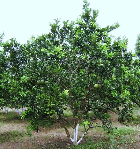 huong-dan-tia-canh-va-tao-tan-cho-cay-an-qua-co-mui