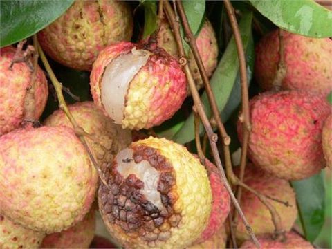 CACH-KHAC-PHUC-HIEN-TUONG-NUT-VO-TREN-CAY-VAI