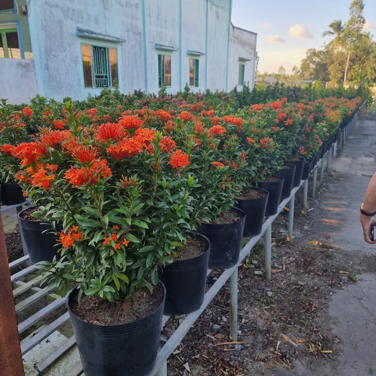 Mẫu đơn ta - nhanong24h cấp giống cây trồng uy tín