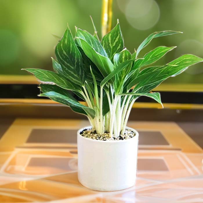 cách chăm sóc cây bạch mã hoàng tử