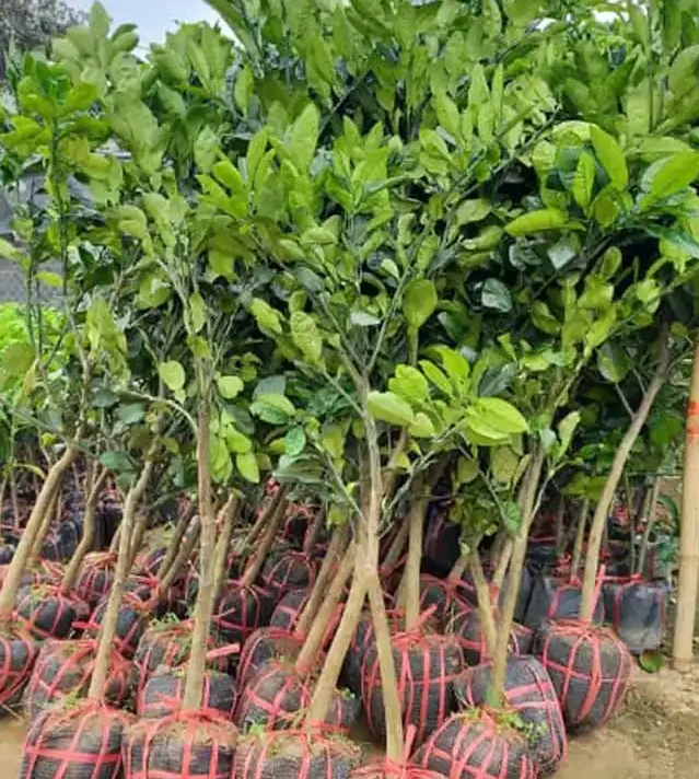 buoi-dien-giong-choai-11