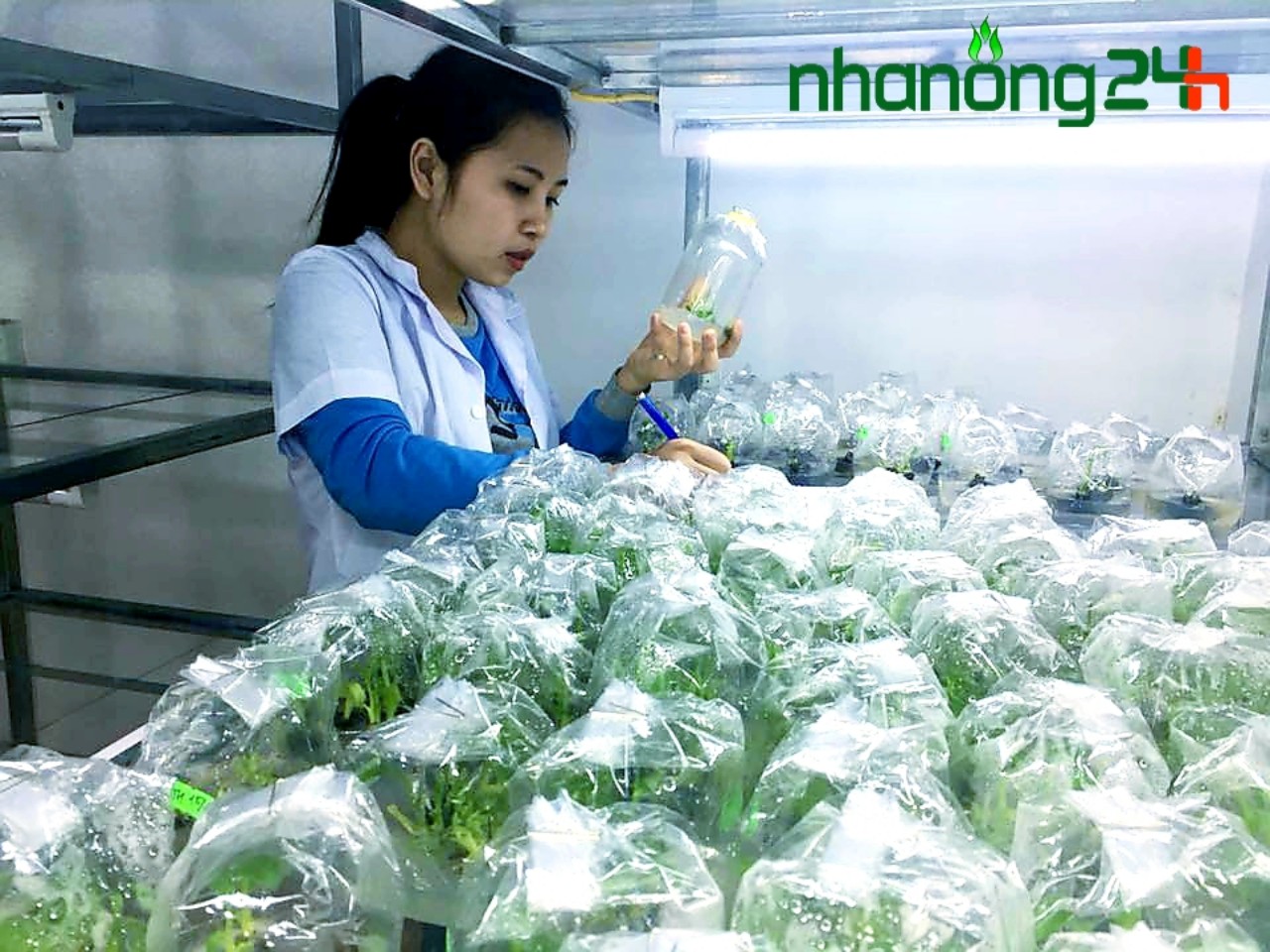 nuôi cấy mô chuối