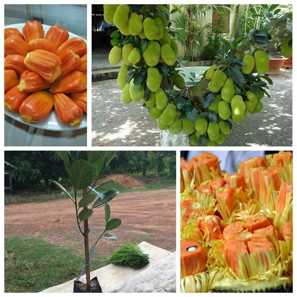 quả mít ruột đỏ