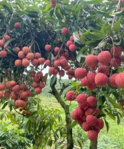 Cây giống ghép vải thiều sai trĩu quả